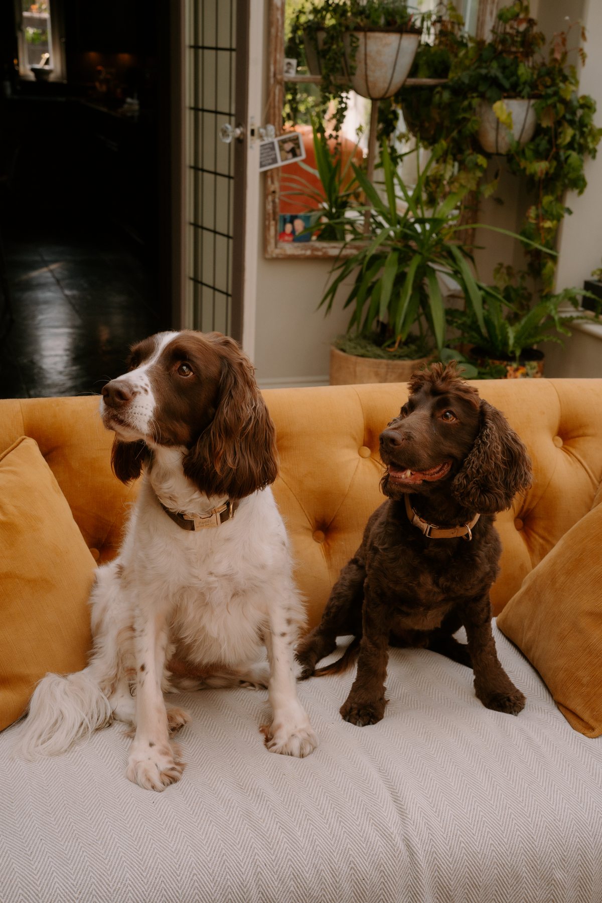 Paddy and Ralph on the orange sofa in the orangery
